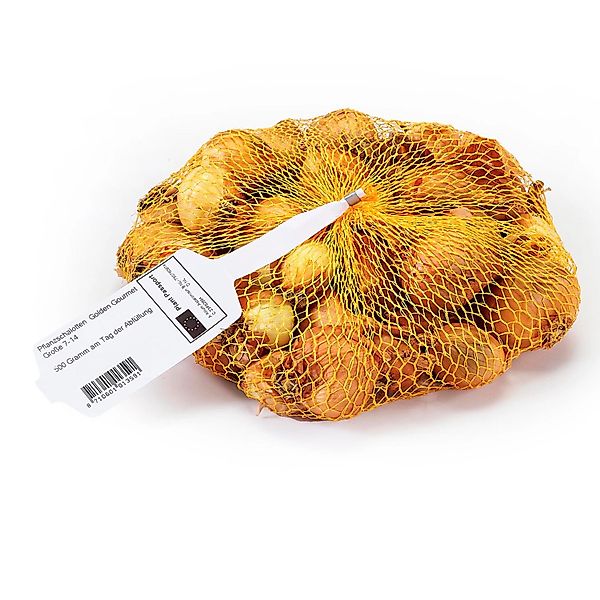 Pflanzschalotte 500 g Allium cepa Golden Gourmet günstig online kaufen