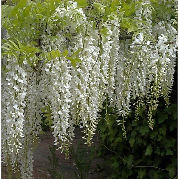 Weißer Chinesischer Blauregen 60-80cm - Wisteria sinensis günstig online kaufen