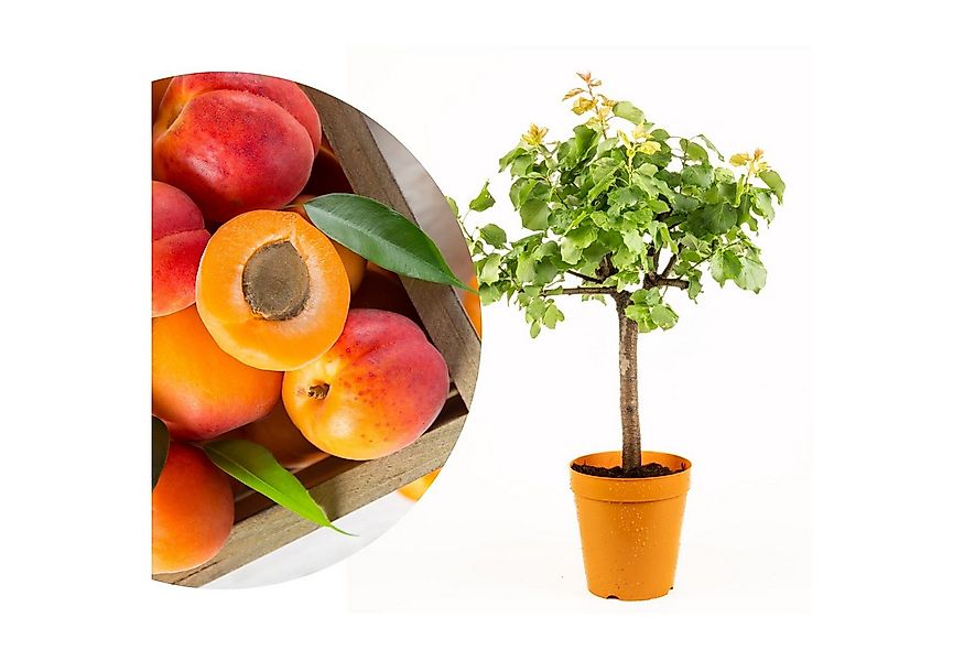 Meine Orangerie Obstpflanze Zwergobst Stämmchen - diverse Sorten, mehrjähri günstig online kaufen