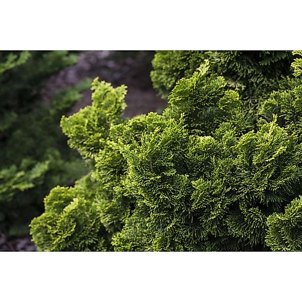 Chamaecyparis Obtusa Nana Aurea Hinoki-Scheinzypresse Goldgelb 100–125 cm günstig online kaufen