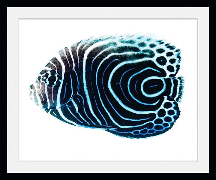 queence Bild »Dory«, Meer-Wassertiere-Kunst, (1 St.), HD Premium Poster-Dru günstig online kaufen