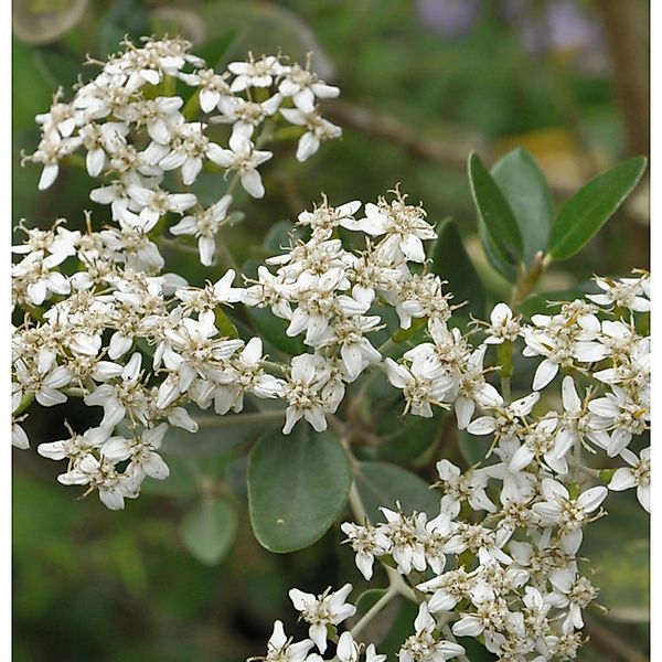 Gänseblümchenstrauch 30-40cm - Olearia haastii günstig online kaufen