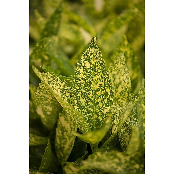 Aucuba Japonica Variegata Japanische Aukube Buntes Laub 40–60 cm günstig online kaufen