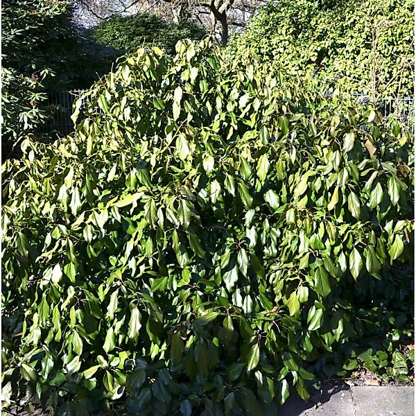 Kaukasischer Strauch Efeu 25-30cm - Hedera colchica Arborescens günstig online kaufen