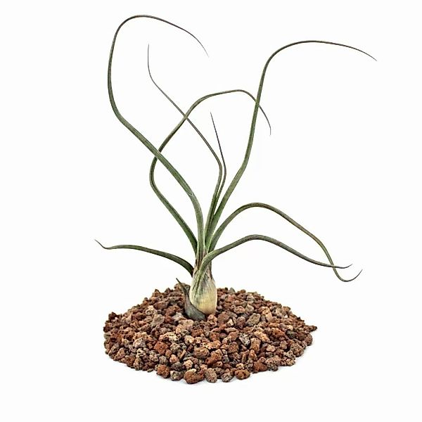 Exotenherz Tillandsia Baileyi Lose Pflanze günstig online kaufen