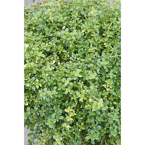 Thymus X Citriodorus Orange Scent Zitronenthymian Ca. 9x9 cm Topf günstig online kaufen