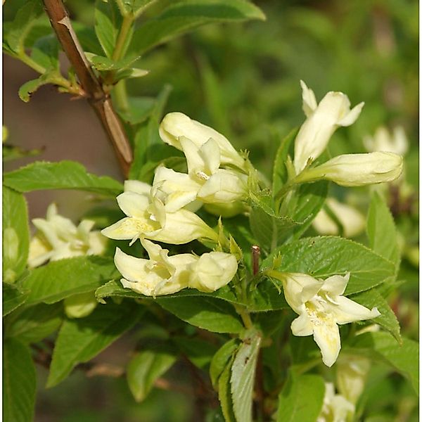 Gelbblütige Weigelie 60-80cm - Weigela middendorffiana günstig online kaufen