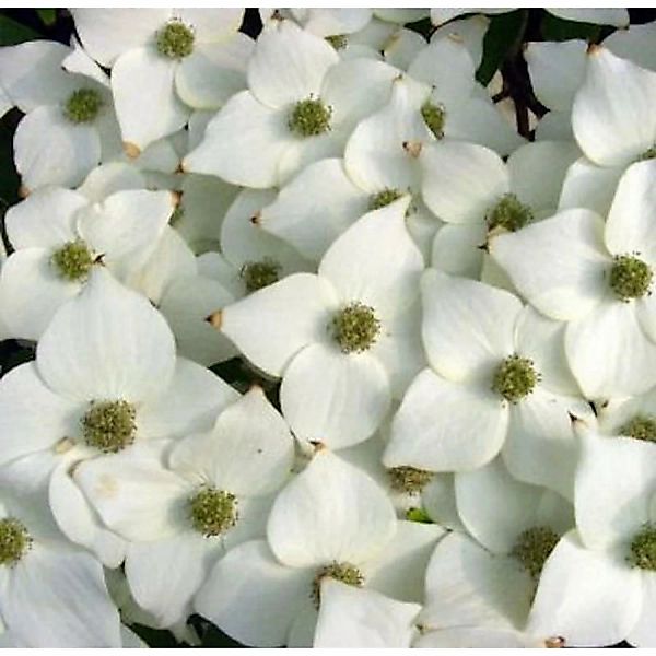 Japanischer Blumenhartriegel Milky Way 40-60cm - Cornus kousa günstig online kaufen