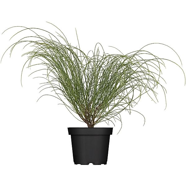 Steinginster Höhe ca. 20 - 40 cm Topf ca. 3 l Genista lydia günstig online kaufen