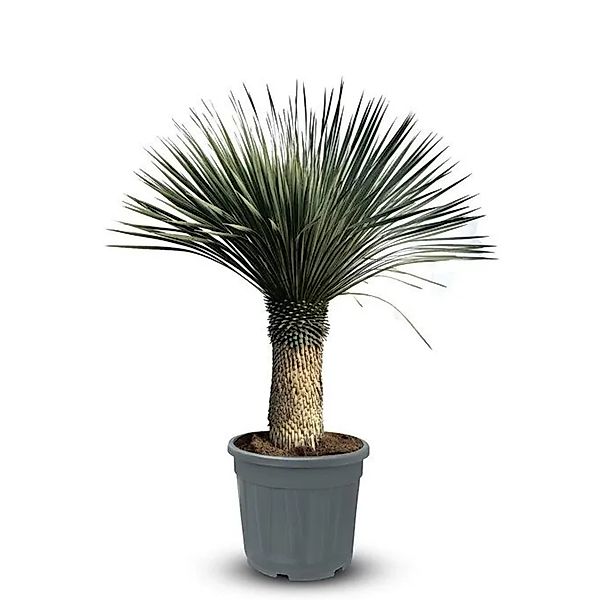 Sunny-Tree Mediterrane Yucca Rostrata Palmlilie mit Stammhöhe 60/70 cm Wint günstig online kaufen