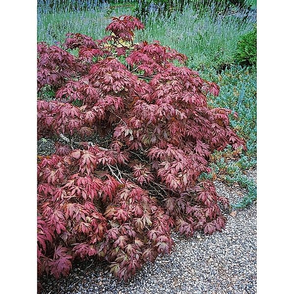 Acer Palmatum Pixie Japanischer Ahorn Kompakt 60–80 cm günstig online kaufen