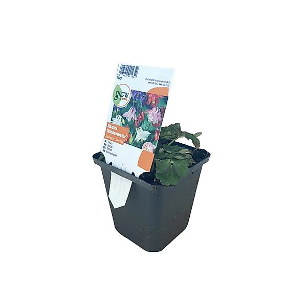 GROW by OBI Akelei Biedermeier Topf-Ø ca. 9 cm x 9 cm Aquilegia günstig online kaufen