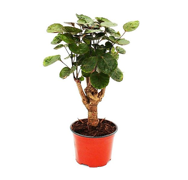 Exotenherz Zimmerpflanze Glänzende Fiederaralie Polyscias scutellaria Fabia günstig online kaufen