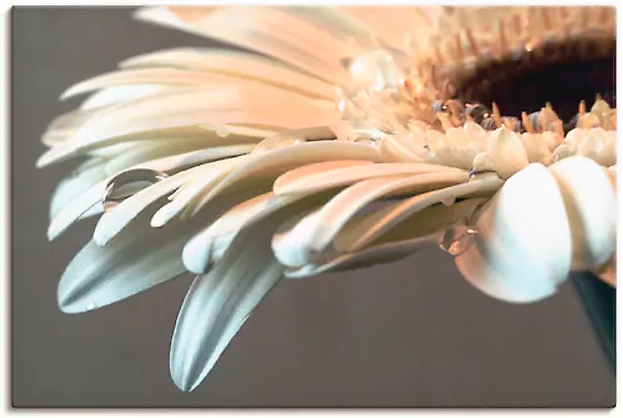Artland Wandbild »Blüte einer Gerbera« 1 Stk. tlg. als Leinwandbild, Poster günstig online kaufen
