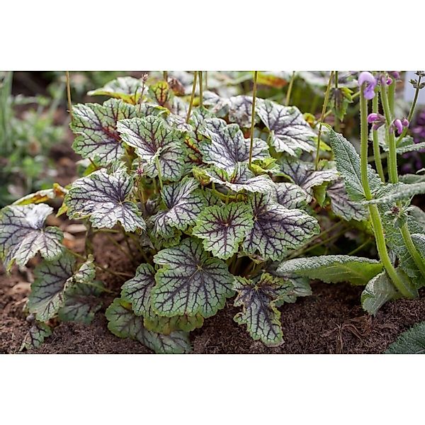 Heuchera Americana Green Spice Purpurglöckchen Ca. 11x11 cm Topf günstig online kaufen