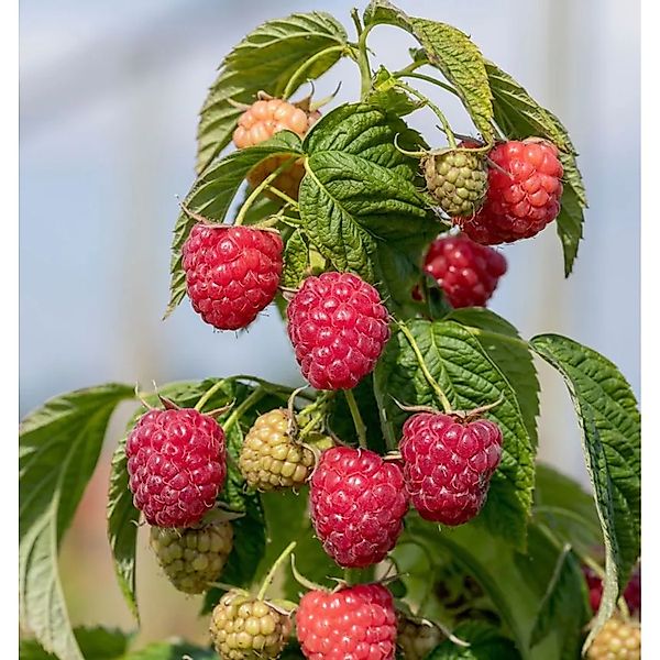 Himbeere Autumn Chef Primberry - Rubus idaeus günstig online kaufen