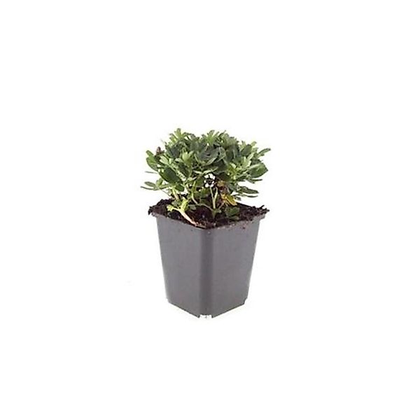 Exotenherz Bodendecker Teppich Fingerkraut Potentilla Tridentata Nuuk 9cm T günstig online kaufen