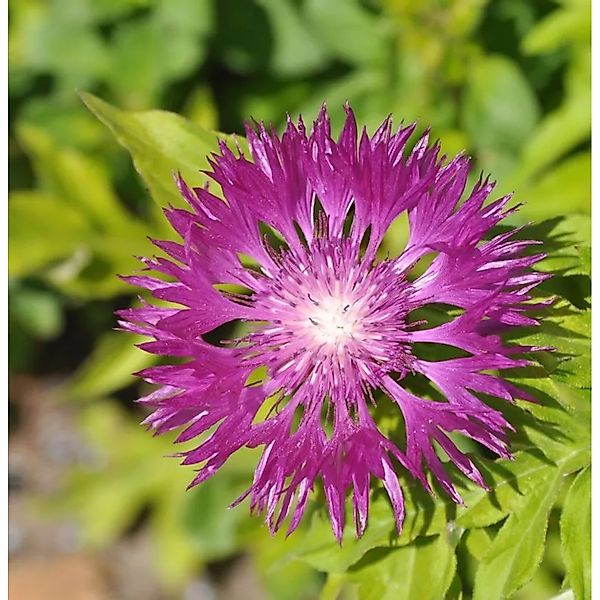 Flockenblume Steenberg - Centaurea dealbata günstig online kaufen