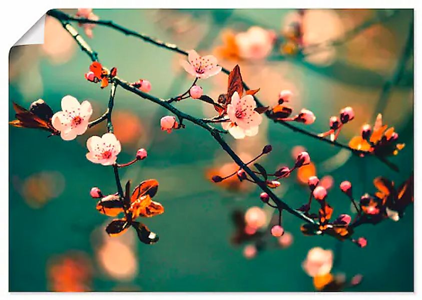 Artland Wandbild »Japanische Kirsch Sakura Blumen« 1 Stk. tlg. als Leinwand günstig online kaufen