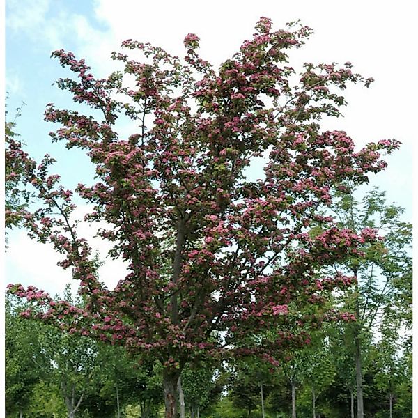 Kaskaden Rotdorn Crimson Cloud 100-125cm - Crataegus laevigata günstig online kaufen