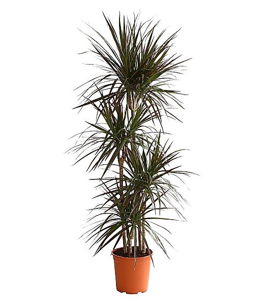 Dehner Zimmerpflanze Drachenbaum Magenta, Dracaena marginata, mehrstämmig, günstig online kaufen
