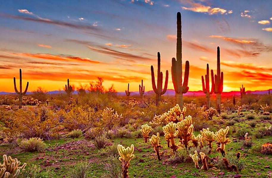 Papermoon Fototapete »Saguaros Sunset Phoenix« günstig online kaufen