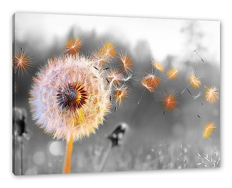 Pixxprint Leinwandbild Nahaufnahme Pusteblume Sonnenuntergang B&W Detail, N günstig online kaufen