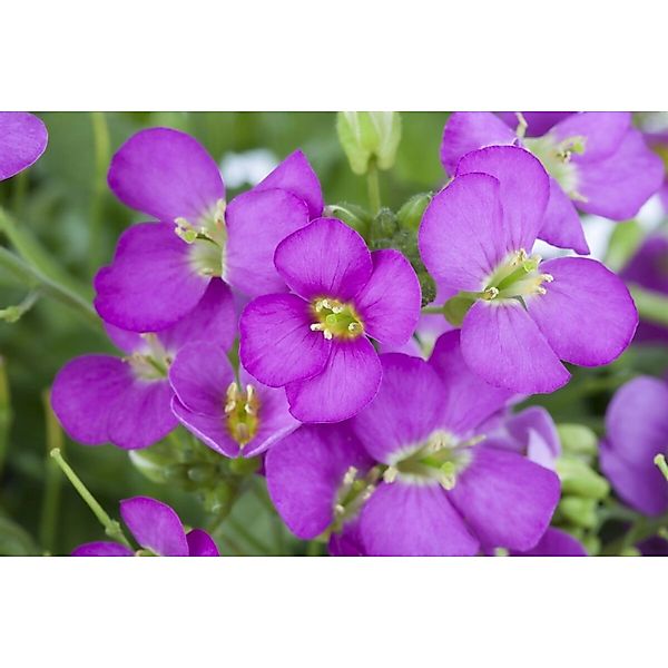 Arabis X Arendsii Compinkie Gänsekresse Rosa Ca. 9x9 cm Topf günstig online kaufen