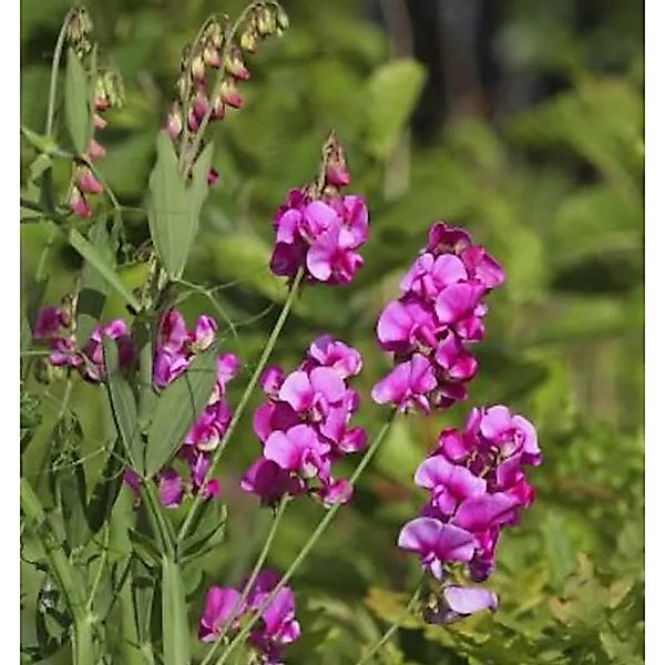 Staudenwicke Rote Perle - Lathyrus,atifolius günstig online kaufen