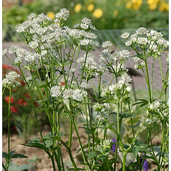 Sterndolde Snowstar - Astrantia major günstig online kaufen