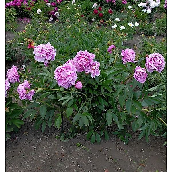 Edelpfingstrose Amabilis - Paeonia,actiflora günstig online kaufen