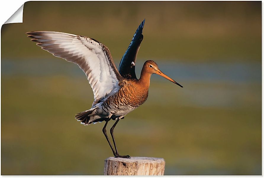 Artland Poster "Uferschnepfe im Landeanflug", Vogelbilder, (1 St.), als Alu günstig online kaufen