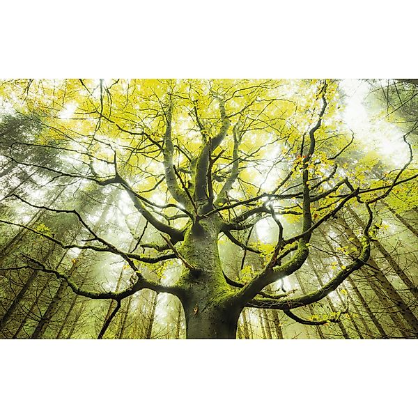 Vlies Fototapete Der Traumbaum 450x280 cm günstig online kaufen
