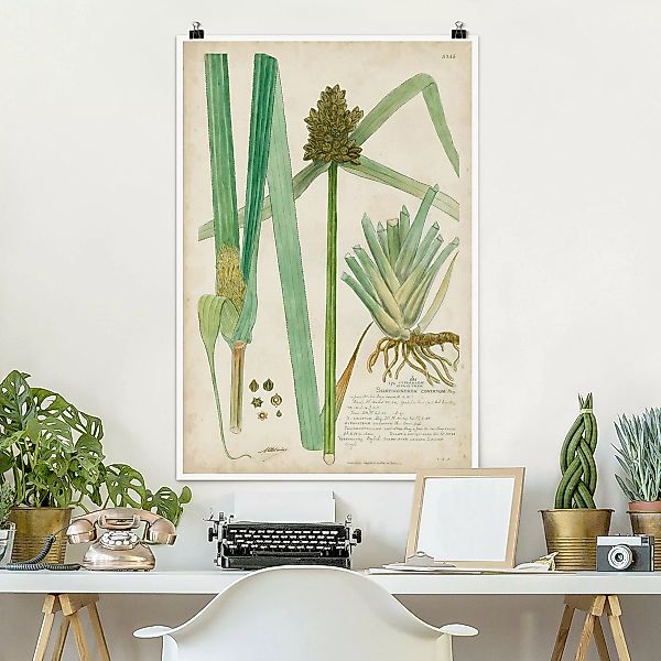 Poster Vintage Botanik Zeichnung Gräser III günstig online kaufen