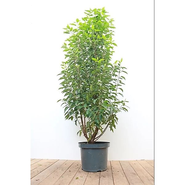 Prunus,usitanica 'Angustifolia' 100-125 cm günstig online kaufen