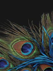 KiNZLER Wohndecke "Mikrofaser Fotodruck "Pfau"" Kuscheldecke, bedruckt, 150 günstig online kaufen