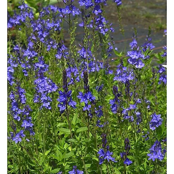 Veronika Österreichischer Ehrenpreis Royal Blue - Veronica austriaca günstig online kaufen