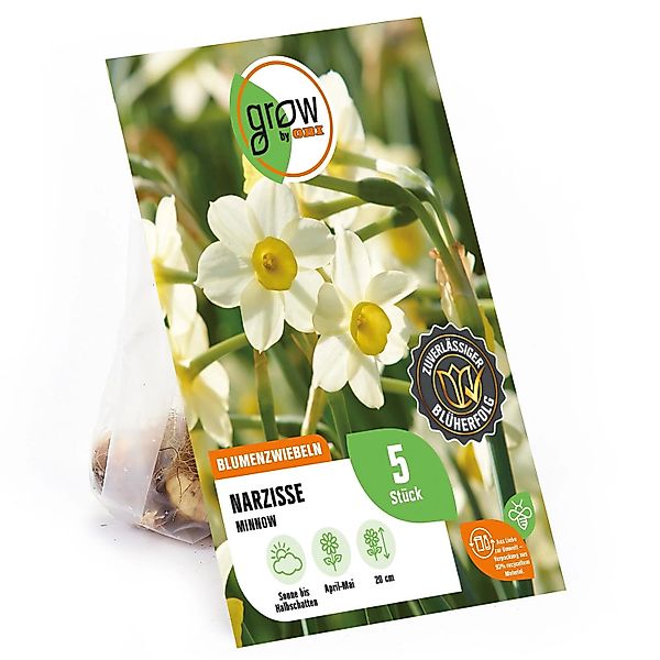 GROW by OBI Narzisse Minnow Gelb-Weiß 5 Stück Narcissus tazetta Minnow günstig online kaufen