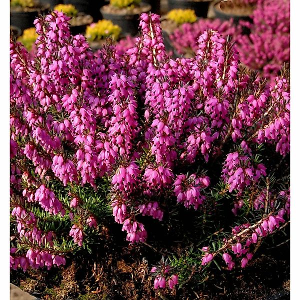 10x Winterheide Mojave - Erica carnea günstig online kaufen
