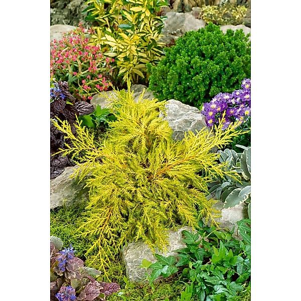 Juniperus Chinensis Goldstar Chinesischer Wacholder Goldgelb 15–20 cm günstig online kaufen