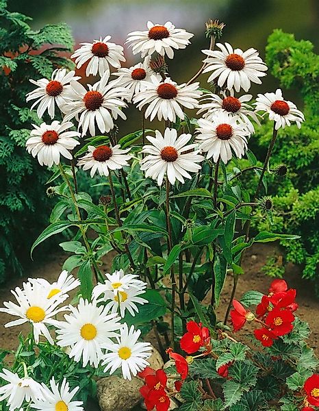 Pflanzen für Dich Staude Echinacea purp. White Swan, 1 St., Scheinsonnenhut günstig online kaufen