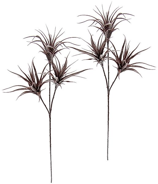 Kunstpflanze Tillandsia, I.GE.A., Höhe 63 cm, günstig online kaufen