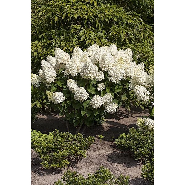 Hydrangea Paniculata Rispenhortensie Silver Dollar 100-125 cm günstig online kaufen