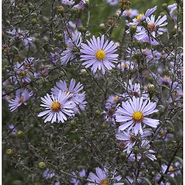 Herbstwild Aster Novemberblau - Aster laevis günstig online kaufen