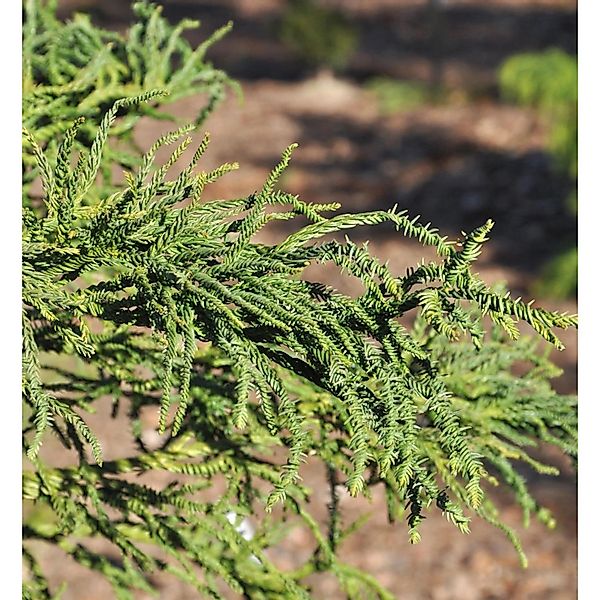 Sicheltanne Rasen 100-125cm - Cryptomeria japonica günstig online kaufen