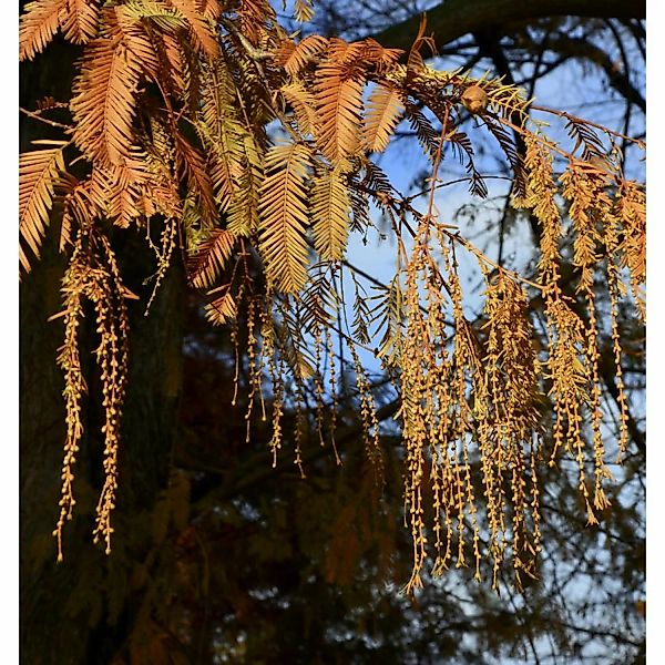 Urweltmammutbaum Chinesisches Rotholz Amber Glow 100-125cm - Metasequoia gl günstig online kaufen