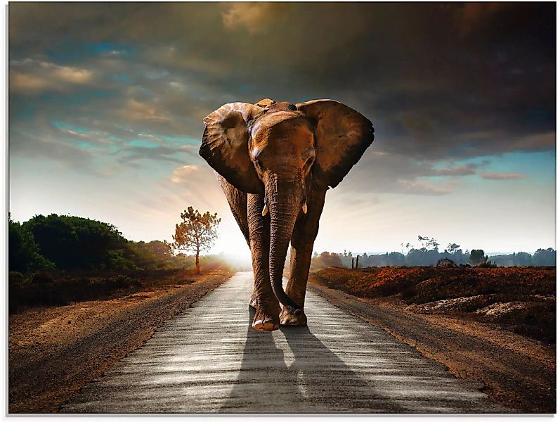 Artland Glasbild "Ein Elefant läuft auf der Straße", Wildtiere, (1 St.) günstig online kaufen