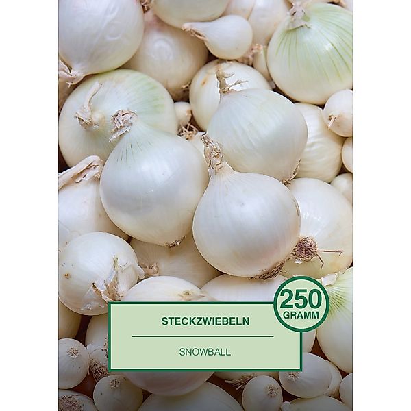 Steckzwiebel 250 Gramm Allium cepa Snowball günstig online kaufen