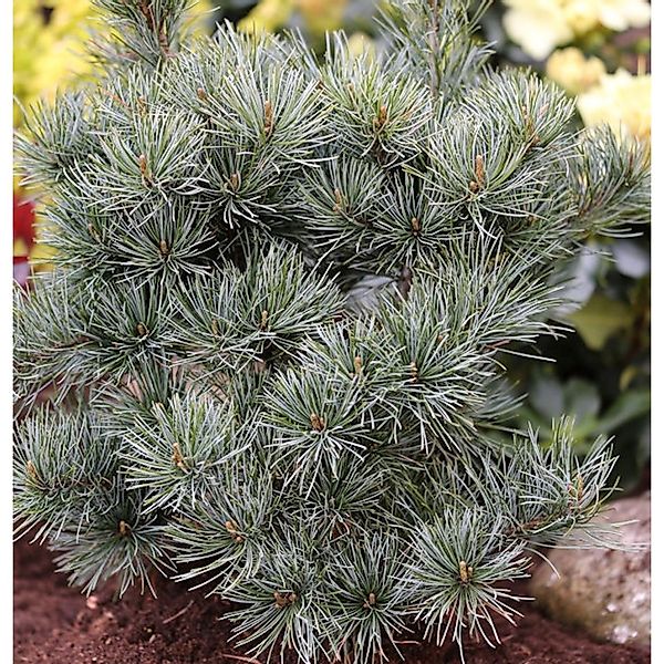 Japanische Zwergmädchenkiefer 70-80cm - Pinus parviflora günstig online kaufen