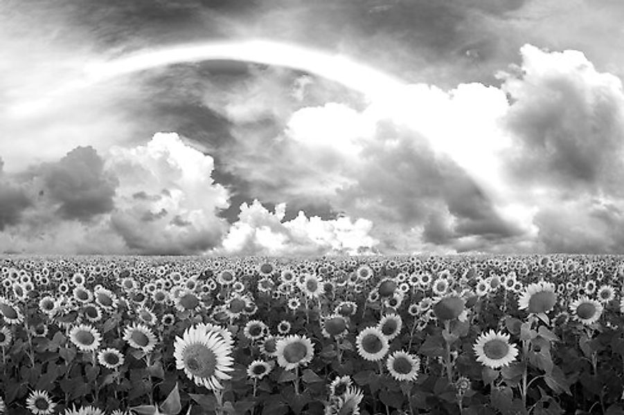 Papermoon Fototapete »Sonnenblumenfeld Schwarz & Weiß« günstig online kaufen
